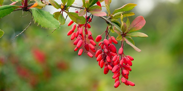 Berberis vulgaris o que e